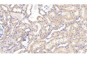 Detection of GRN in Rat Kidney Tissue using Polyclonal Antibody to Granulin (GRN) (Granulin Antikörper  (AA 44-255))