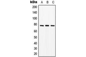 Western blot analysis of PEPT1 expression in Jurkat (A), SP2/0 (B), PC12 (C) whole cell lysates.