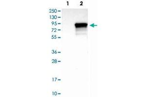 Western Blot analysis of Lane 1: negative control (vector only transfected HEK293T cell lysate) and Lane 2: over-expression lysate (co-expressed with a C-terminal myc-DDK tag in mammalian HEK293T cells) with SYVN1 polyclonal antibody . (SYVN1 Antikörper)
