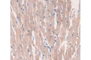 IHC-P analysis of Rat Tissue, with DAB staining. (LEFTY2 Antikörper  (AA 245-356))