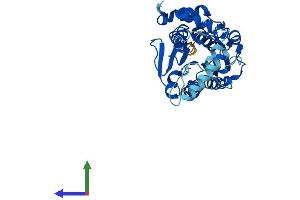 Protein Structure (PS) image for NAD(P) Dependent Steroid Dehydrogenase-Like (NSDHL) (AA 1-362) protein (His tag) (ABIN7556215)