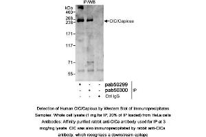 Image no. 1 for anti-Capicua antibody (ABIN363608) (Capicua Antikörper)