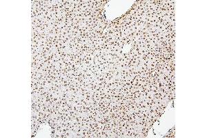 IHC analysis of H1F0 using anti-H1F0 antibody (ABIN7600521). (Histone H1 Antikörper  (AA 20-159))