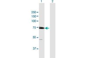 Western Blot analysis of EIF2D expression in transfected 293T cell line by EIF2D MaxPab polyclonal antibody. (EIF2D Antikörper  (AA 1-584))