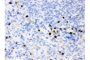 Anti- Lipocalin 2 Picoband antibody, IHC(P) IHC(P): Rat Spleen Tissue