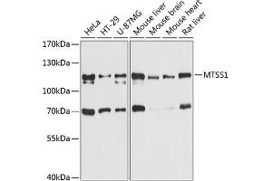Western blot analysis of extracts of various cell lines, using MTSS1 antibody (ABIN6129051, ABIN6144182, ABIN6144183 and ABIN6215391) at 1:3000 dilution. (MTSS1 Antikörper  (AA 630-730))