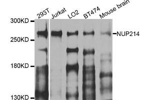 Western blot analysis of extracts of various cell lines, using NUP214 antibody. (NUP214 Antikörper)