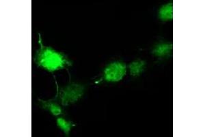 Immunofluorescence (IF) image for anti-Doublecortin (DCX) antibody (ABIN1497783) (Doublecortin Antikörper)
