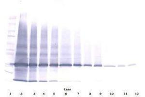 Image no. 2 for anti-Interleukin 25 (IL25) antibody (ABIN465526) (IL-25 Antikörper)