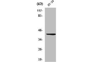 Western Blot analysis of HT29 cells using Wnt-1 Polyclonal Antibody (WNT1 Antikörper  (C-Term))
