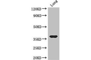 Western Blot Positive WB detected in: Mouse lung tissue All lanes: HOXD9 antibody at 3. (HOXD9 Antikörper  (AA 38-276))