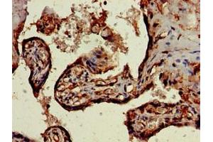 Immunohistochemistry of paraffin-embedded human placenta tissue using ABIN7169773 at dilution of 1:100 (SKIL Antikörper  (AA 359-579))