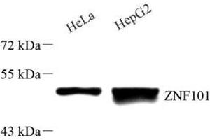 Western blot analysis of ZNF101 (ABIN7076259) at dilution of 1: 1000 (ZNF101 Antikörper)