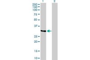 Western Blot analysis of TNFSF10 expression in transfected 293T cell line by TNFSF10 MaxPab polyclonal antibody. (TRAIL Antikörper  (AA 1-300))