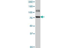 BRD3 monoclonal antibody (M01), clone 6E7 Western Blot analysis of BRD3 expression in Hela S3 NE . (BRD3 Antikörper  (AA 418-556))