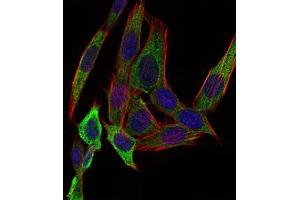 Immunofluorescence analysis of NIH/3T3 cells using PAPLN mouse mAb (green). (PAPLN Antikörper  (AA 766-870))