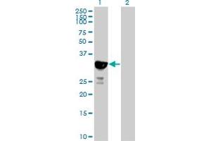 Western Blot analysis of HICE1 expression in transfected 293T cell line by HICE1 MaxPab polyclonal antibody. (NYS48/HAUS8 Antikörper  (AA 1-248))