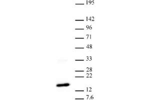 Western blot of Histone H3 trimethyl Lys27 antibody.