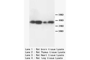 Image no. 2 for anti-Tumor Necrosis Factor, alpha-Induced Protein 1 (Endothelial) (TNFAIP1) (N-Term) antibody (ABIN1495136) (TNFAIP1 Antikörper  (N-Term))