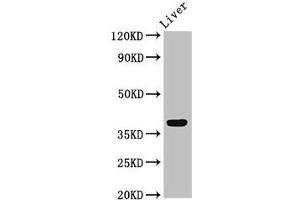 Western Blot Positive WB detected in: Rat liver tissue All lanes: APOH antibody at 3.