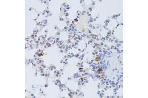 Immunohistochemistry of paraffin-embedded mouse lung using FCN1 Antibody. (FCN1 Antikörper  (AA 30-326))