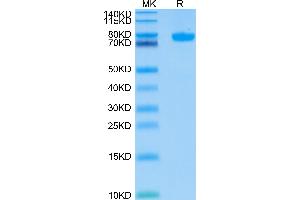 Human Siglec-8 on Tris-Bis PAGE under reduced conditions. (SIGLEC8 Protein (AA 17-363) (Fc Tag))