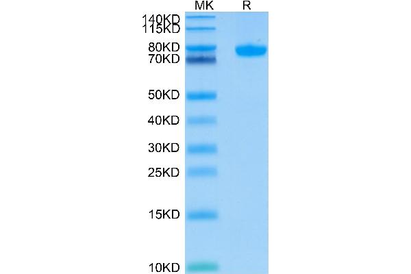 SIGLEC8 Protein (AA 17-363) (Fc Tag)