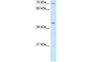COX15 antibody used at 5 ug/ml to detect target protein. (COX15 Antikörper)