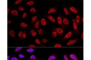 Confocal immunofluorescence analysis of U2OS cells using SF3A3 Polyclonal Antibody at dilution of 1:100. (SF3A3 Antikörper)