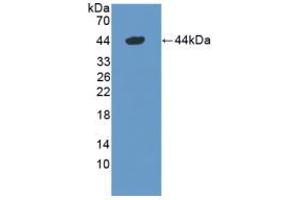 Western blot analysis of recombinant Mouse DEFa1. (alpha Defensin 1 Antikörper  (AA 20-93))
