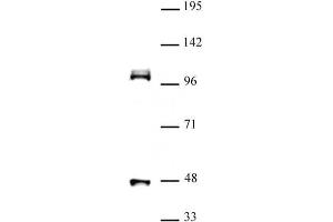 CUL4B (pAb) tested by Western blot. (Cullin 4B Antikörper  (N-Term))