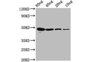 Western Blot Positive WB detected in Recombinant protein All lanes: mycn antibody at 2. (MYCN Antikörper  (AA 1-93))
