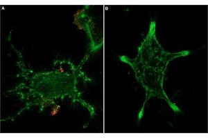 Unlabeled Tertiapin-Q successfully blocks Kir channels access. (Tertiapin Q peptide (Atto 633))