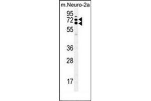 Western blot analysis of KLC2 Antibody (N-term) in mouse Neuro-2a cell line lysates (35ug/lane). (KLC2 Antikörper  (N-Term))