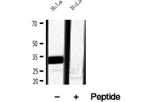 Western blot analysis of extracts of HeLa cells, using RNASEH1 antibody.