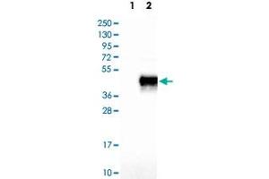 Western Blot analysis of Lane 1: negative control (vector only transfected HEK293T cell lysate) and Lane 2: over-expression lysate (co-expressed with a C-terminal myc-DDK tag in mammalian HEK293T cells) with JAM3 polyclonal antibody . (JAM3 Antikörper)