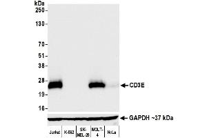 Western Blotting (WB) image for anti-CD3 epsilon (CD3E) (AA 157-207) antibody (ABIN7454035) (Rekombinanter CD3 epsilon Antikörper  (AA 157-207))