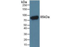Western blot analysis of Rat Serum Tissue. (C4A Antikörper  (AA 678-761))