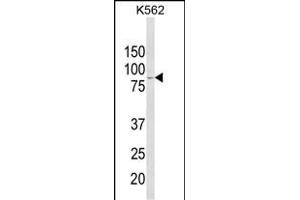 Western blot analysis of ALDH18A1 Antibody (Center) (ABIN652885 and ABIN2842572) in K562 cell line lysates (35 μg/lane). (P5CS Antikörper  (AA 176-205))