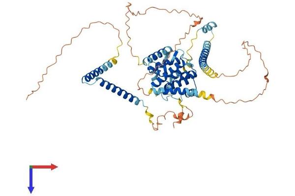 CCDC60 Protein (AA 1-550) (His tag)