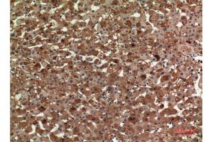 Immunohistochemistry (IHC) analysis of paraffin-embedded Human Liver, antibody was diluted at 1:100. (APOA1 Antikörper  (Internal Region))