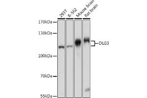 Western blot analysis of extracts of various cell lines, using DLG3 pAb (ABIN7266794) at 1:1000 dilution. (DLG3 Antikörper  (AA 464-817))