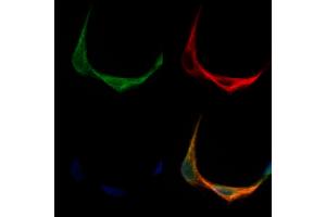 ABIN7093798 and ABIN7097841 staining Hela cells by IF/ICC. (TMEM158 Antikörper  (Internal Region))