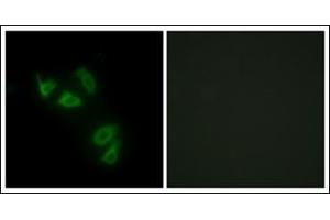Immunofluorescence analysis of HepG2 cells, using MUC13 Antibody.