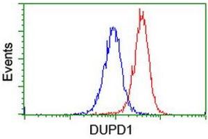 Image no. 10 for anti-Dual Specificity Phosphatase and Pro Isomerase Domain Containing 1 (DUPD1) antibody (ABIN1497927) (DUPD1 Antikörper)
