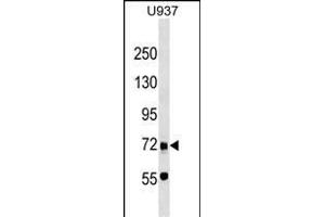 DMTF1 Antibody (C-term) (ABIN1537490 and ABIN2849242) western blot analysis in  cell line lysates (35 μg/lane). (DMP1 Antikörper  (C-Term))