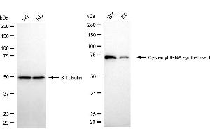 Western blotting analysis using cysteinyl-tRNA synthetase 1 antibody (ABIN7800919). (Rekombinanter Cysteinyl-TRNA Synthetase 1 Antikörper)