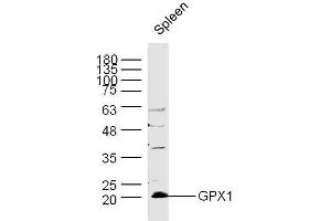 Mouse spleen lysates probed with Rabbit Anti-GPX1 Polyclonal Antibody, Unconjugated  at 1:300 overnight at 4˚C. (Glutathione Peroxidase 1 Antikörper  (AA 51-150))