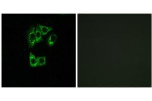 Immunofluorescence analysis of A549 cells, using GIMAP2 antibody. (GIMAP2 Antikörper  (Internal Region))