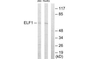Western Blotting (WB) image for anti-E74-Like Factor 1 (Ets Domain Transcription Factor) (ELF1) (C-Term) antibody (ABIN1849319) (ELF1 Antikörper  (C-Term))